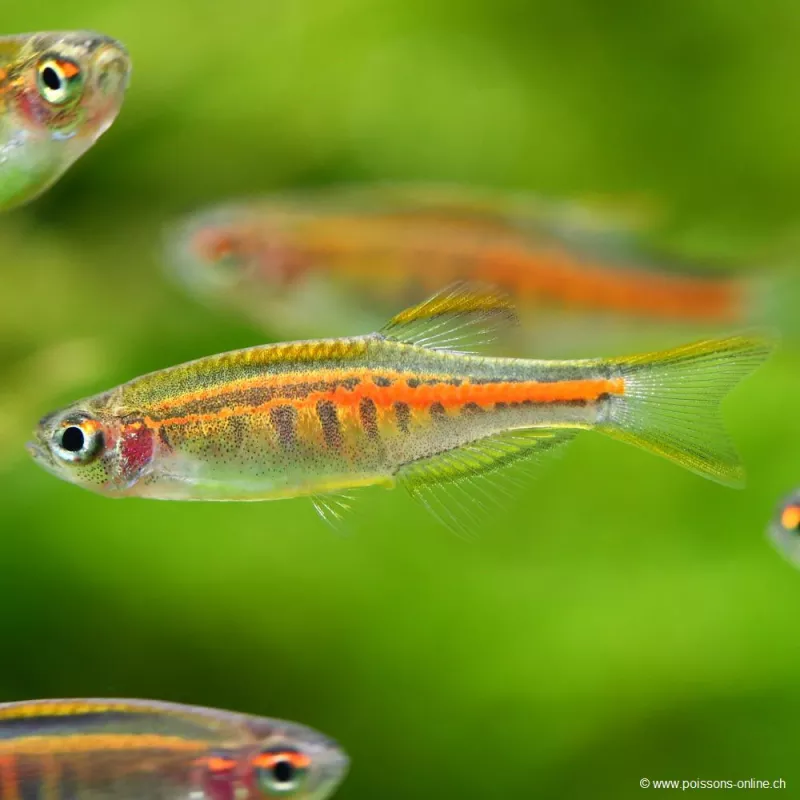 Glühlichtbärbling - Danio Choprae