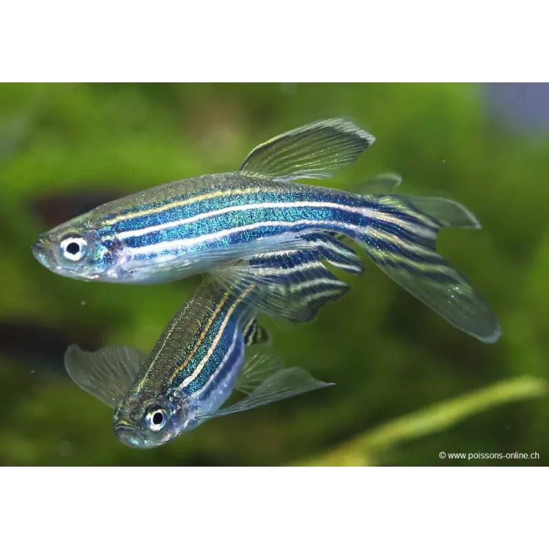 Danio Zèbré Voile - Danio Rerio Voile