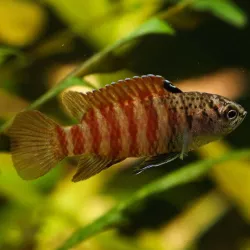 Dario Black Tiger - Dario Sp Black Tiger