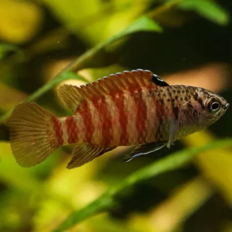 Dario Black Tiger - Dario Sp Black Tiger