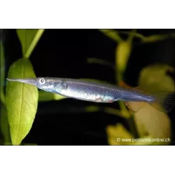 Demi Bec - Dermogenys Pusillus