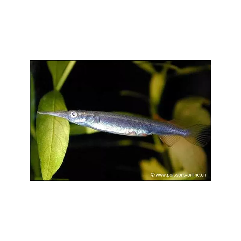 Demi Bec - Dermogenys Pusillus