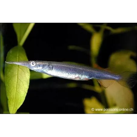 Demi Bec - Dermogenys Pusillus