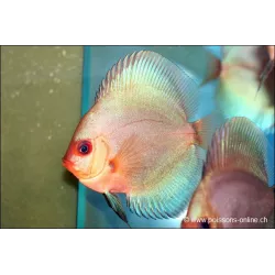 Discus Bleu Diamant - Symphysodon Aequifasciatus