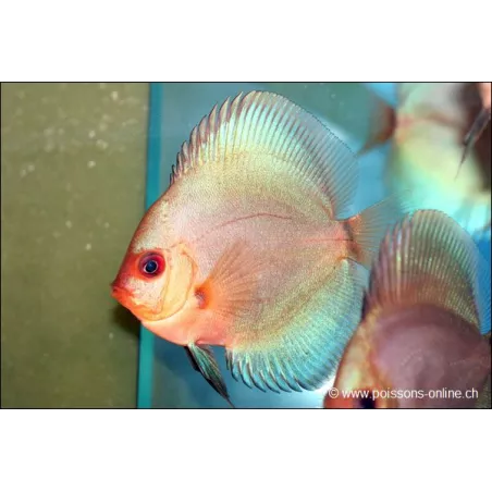 Discus Bleu Diamant - Symphysodon Aequifasciatus