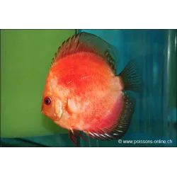 Discus Marlboro Red - Symphysodon Aequifasciatus