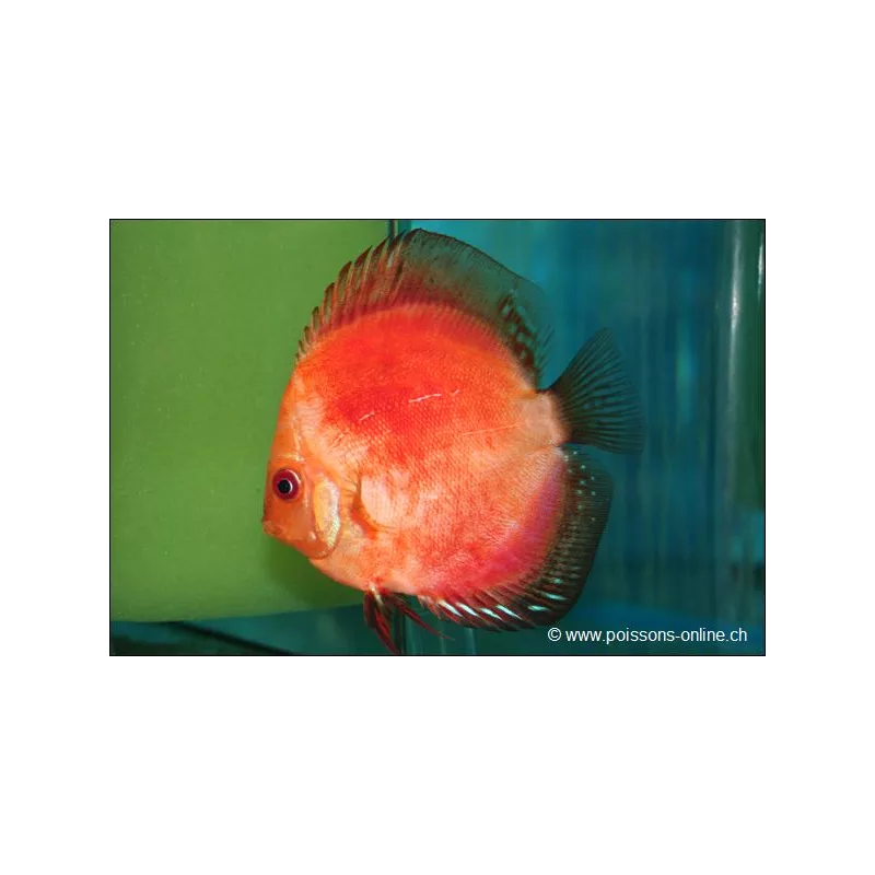 Discus Marlboro Red - Symphysodon Aequifasciatus