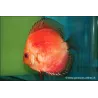 Discus Marlboro Red - Symphysodon Aequifasciatus