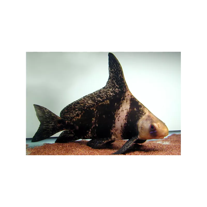 Empereur De Chine - Myxocyprinus Asiaticus