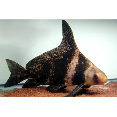 Empereur De Chine - Myxocyprinus Asiaticus