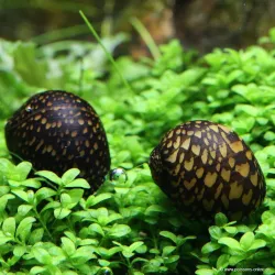 Batik-Snail - Neritina Natalensis