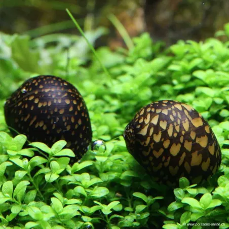 Batik-Snail - Neritina Natalensis