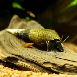 Kingkong Chopstick Snail - Stenomelania Torulosa