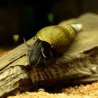 Kingkong Chopstick Snail - Stenomelania Torulosa