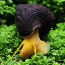 Snail Di Coniglio Arancione - Tylomelania Sp.