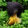 Escargot Lapin Orange - Tylomelania Sp.