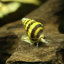 Lumaca Che Mangia Lumaca - Anentome Helena