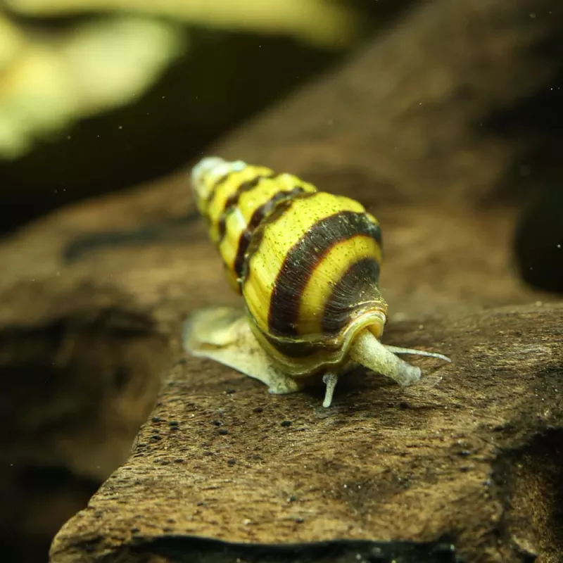 Escargot Mangeur D'Escargots - Anentome Helena