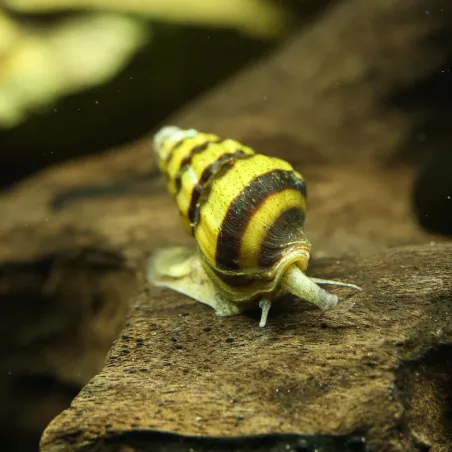 Escargot Mangeur D'Escargots - Anentome Helena