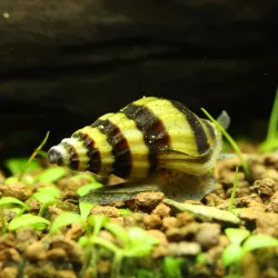 Escargot Mangeur D'Escargots - Anentome Helena