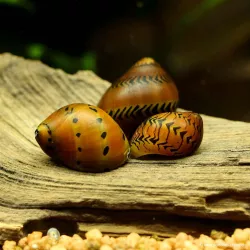 Snail-Red Onion - Neritina Semiconica