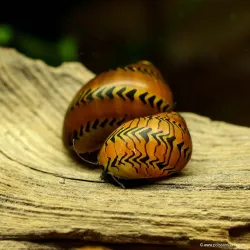 Snail-Red Onion - Neritina Semiconica