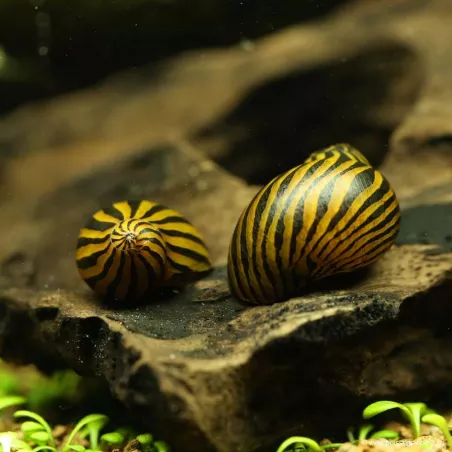 Lumaca Zebra - Neritina Zebra