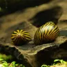 Zebra-Rennschnecke - Neritina Zebra