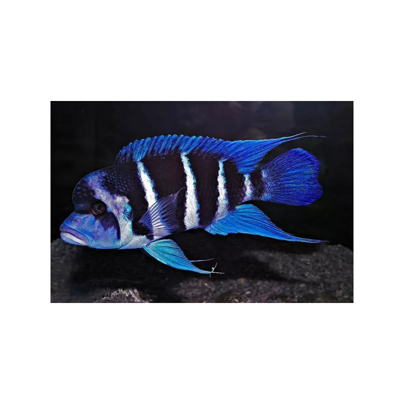 Frontosa - Cyphotilapia Frontosa
