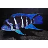 Frontosa - Cyphotilapia Frontosa
