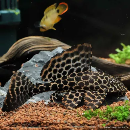 Waben Schilderwels - L165 Pterygoplichthys Gibbiceps