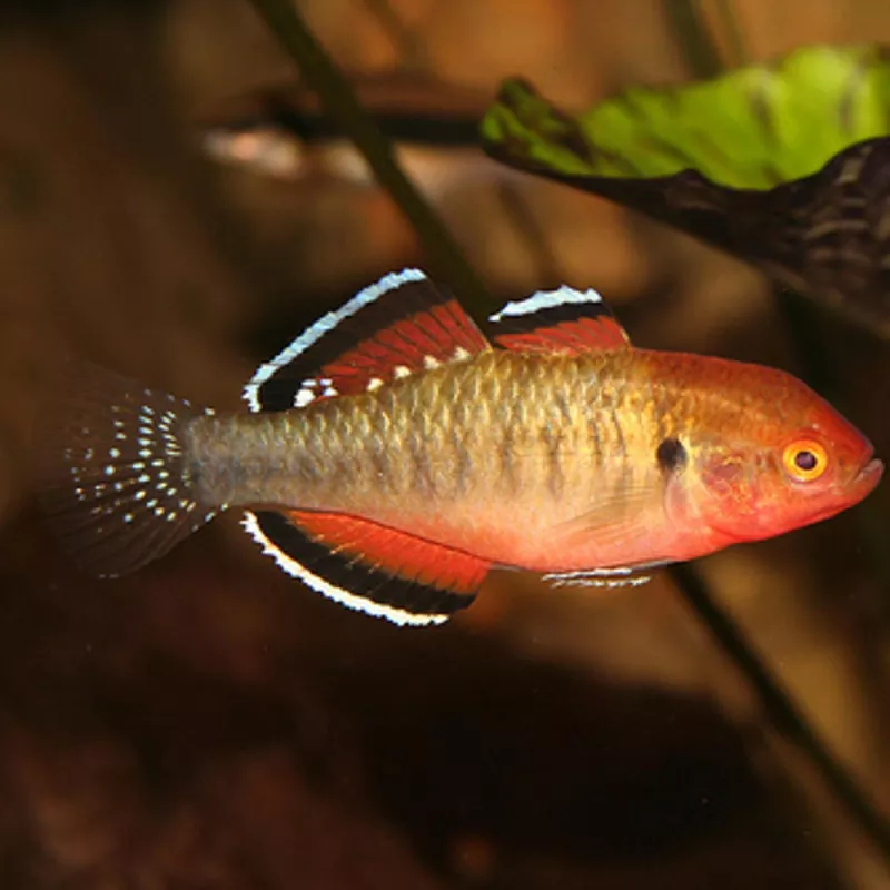 Australische Kärpflingsgrundel - Hypseleotris Compressa