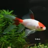 Goldfisch Sarasa Comet - Carassius Auratus