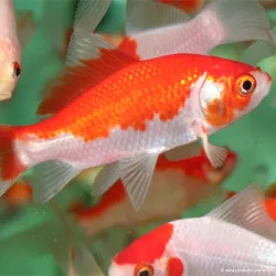 Pesce Rosso - Comète Sarasa - Carassius Auratus
