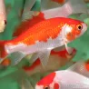 Goldfish - Comète Sarasa - Carassius Auratus