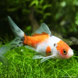 Goldfisch Shubunkin - Carassius Auratus