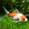 Goldfisch Shubunkin - Carassius Auratus