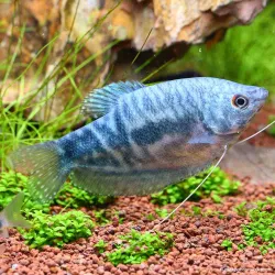 Gourami Blu Di Marmo - Trichogaster Trichopterus Cosby