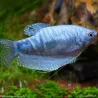 Gourami Bleu Marbré - Trichogaster Trichopterus Cosby