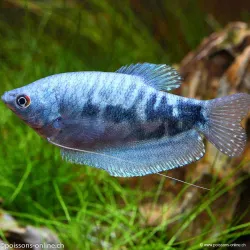 Gourami Bleu Marbré - Trichogaster Trichopterus Cosby
