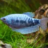 Gourami Blu Di Marmo - Trichogaster Trichopterus Cosby