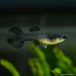 Guppy Weibchen Black Moscow - Poecilia Reticulata