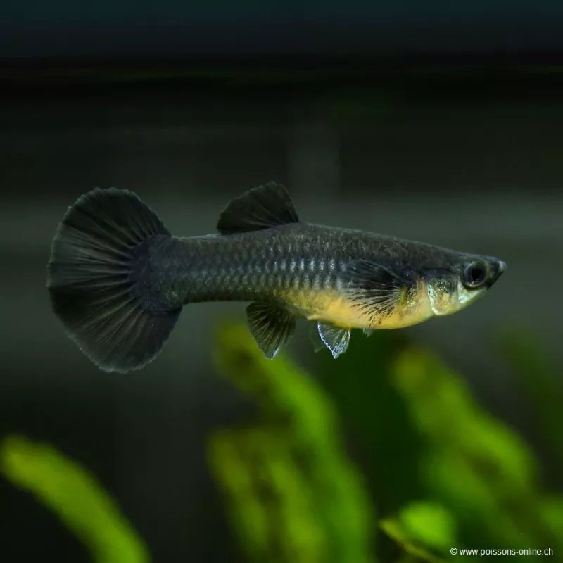 Guppy Fem. Black Moscow - Poecilia Reticulata