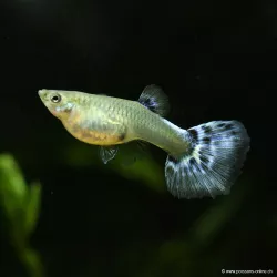 Guppy Weibchen Blue Butterfly - Poecilia Reticulata