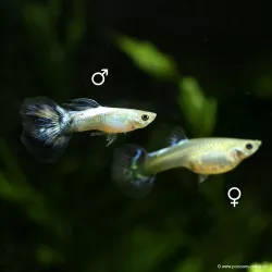 Guppy Weibchen Blue Butterfly - Poecilia Reticulata