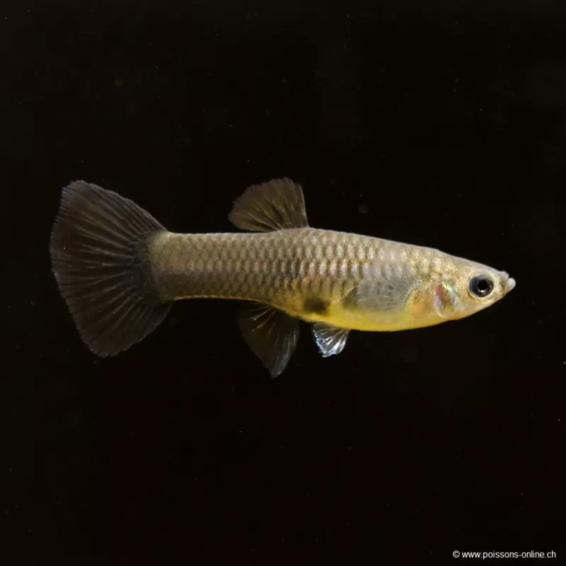 Guppy Fem. Mosca Blu - Poecilia Reticulata