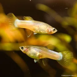 Guppy Femelle Bumblebee - Poecilia Reticulata