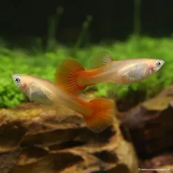 Guppy Femelle Chili Red - Poecilia Reticulata