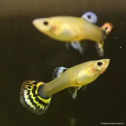 Guppy Weibchen Cobra - Poecilia Reticulata