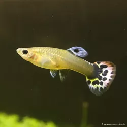Guppy Femelle Cobra - Poecilia Reticulata